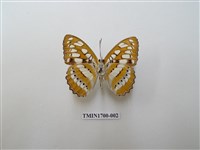 藏品(玄珠帶蛺蝶)的圖片